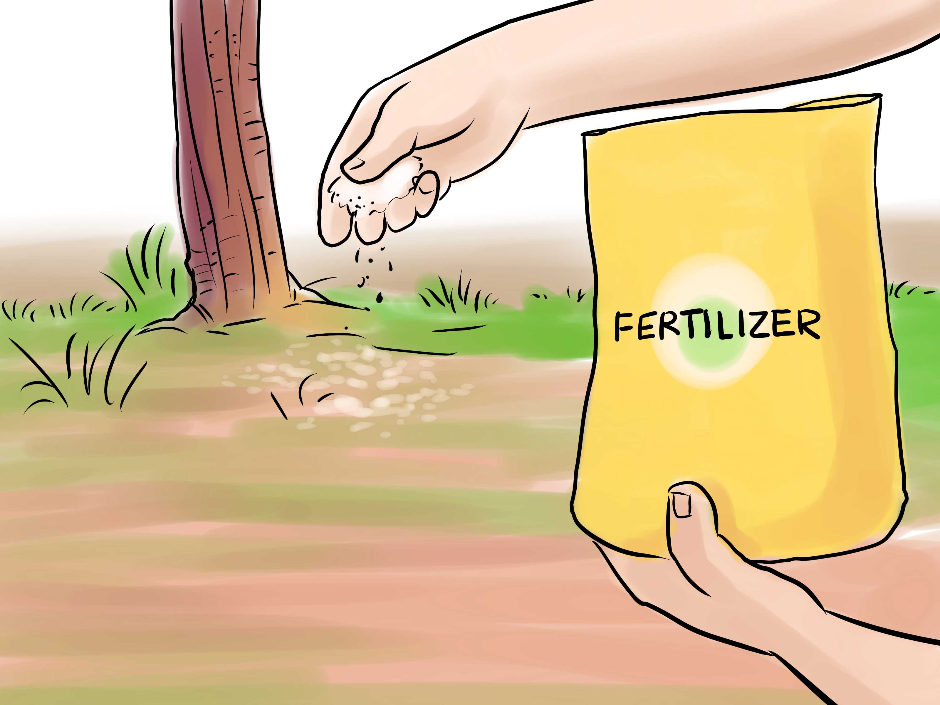 3200x2400 How To Grow A Japanese Maple Steps - Japanese Maple Drawing