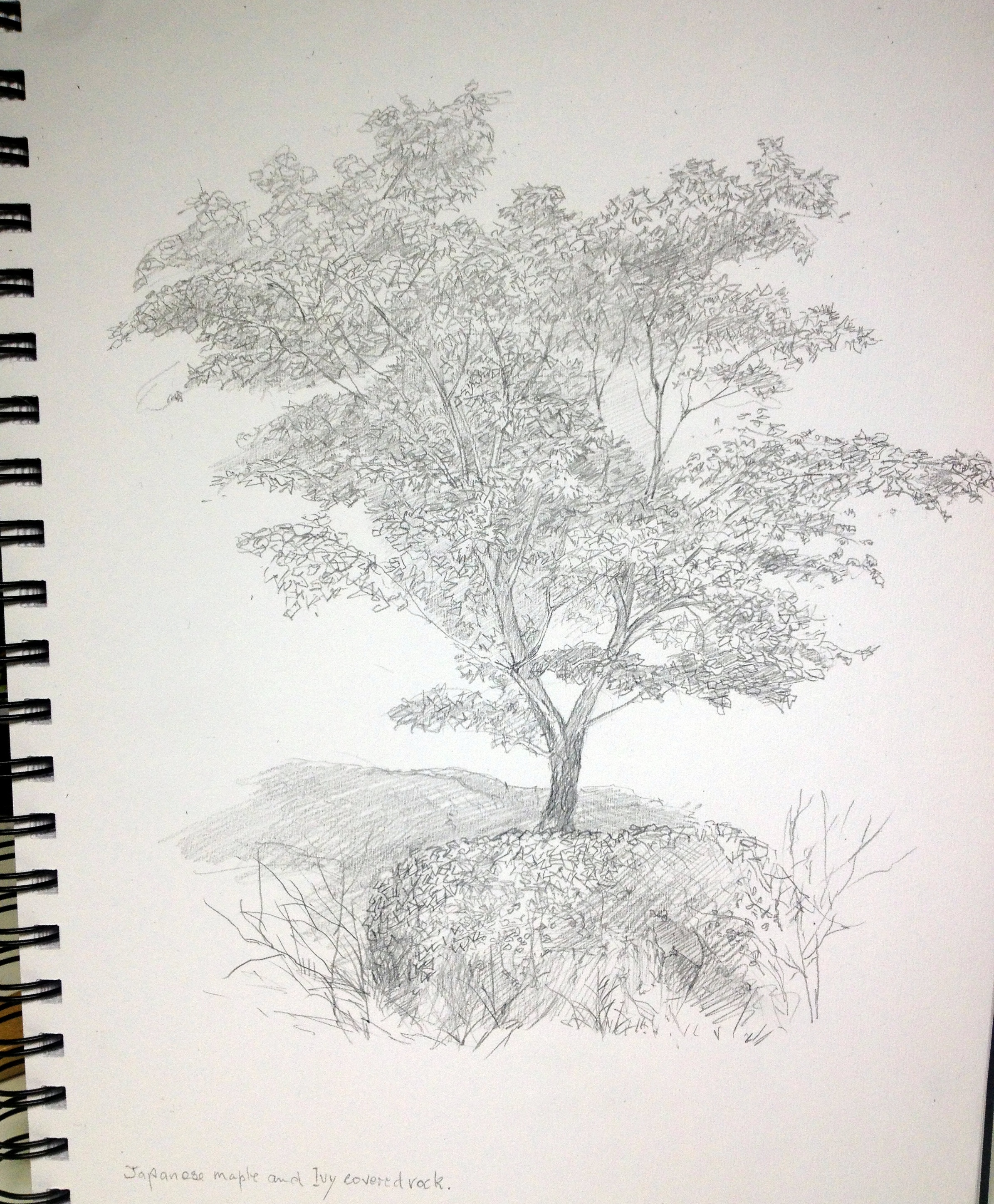 2390x2894 Japanese Maple Darkcreekfarmdotcom - Japanese Maple Drawing