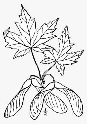 300x424 japanese maple png, free hd japanese maple transparent image - Japanese Maple Drawing