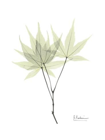 366x488 Japanese Maple Portrait Premium Giclee Print - Japanese Maple Drawing