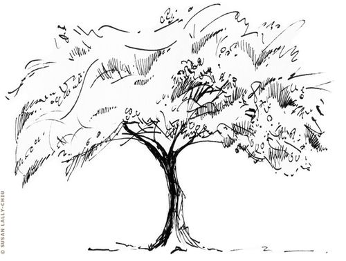 500x378 Japanese Maple Tree Pen And Ink Drawing Susan Lally Chiu, Happy - Japanese Maple Drawing