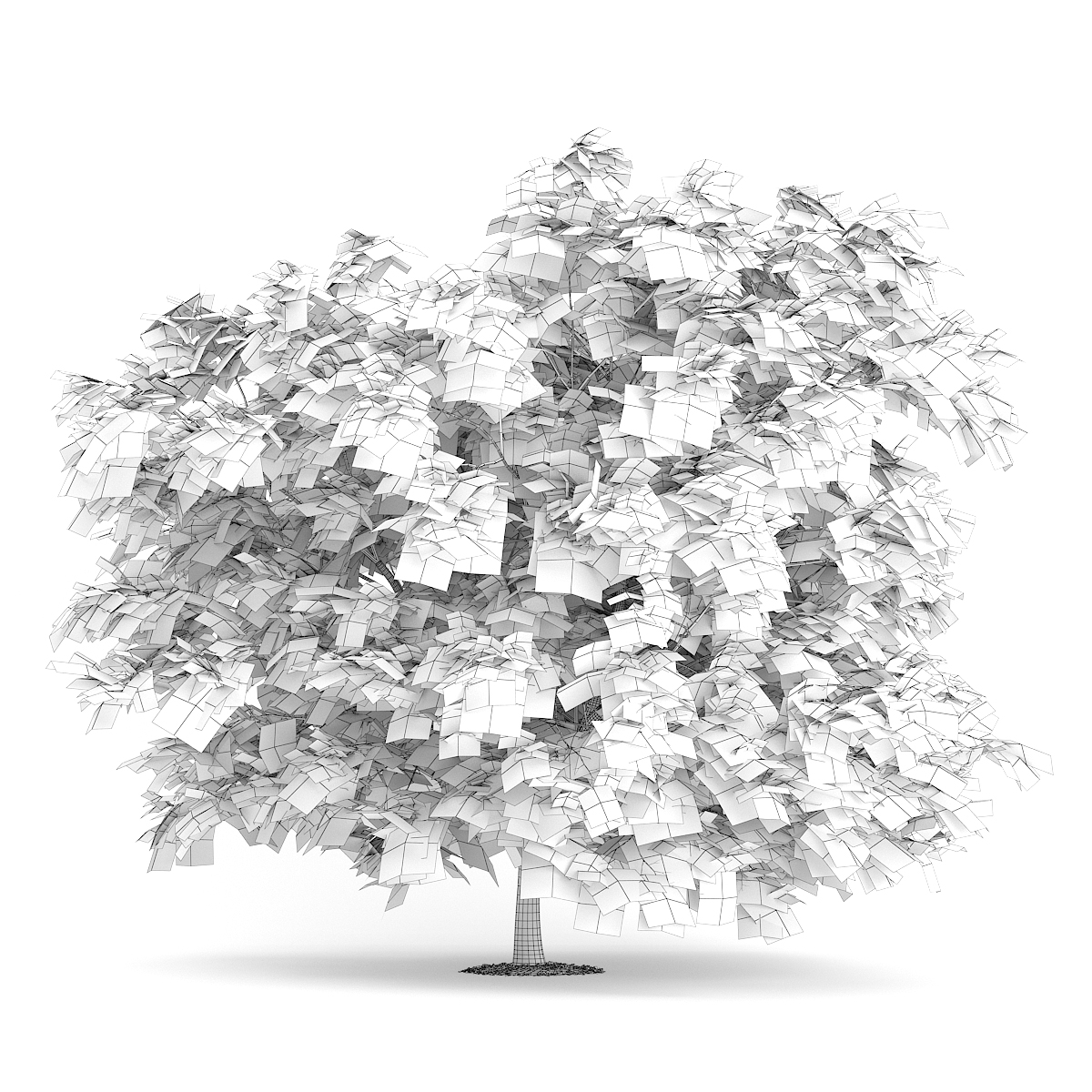 1200x1200 Japanese Maple - Japanese Maple Drawing