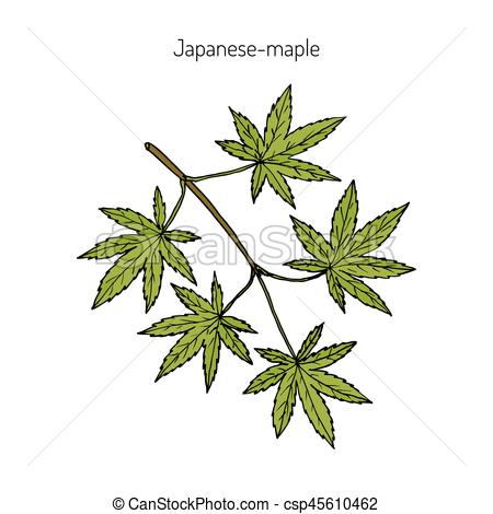 450x470 japanese maple, vector illustration acer japonicum, amur maple - Japanese Maple Drawing