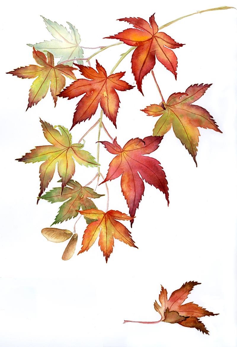 800x1170 Japanese Maples, Watercolor Tattoos In Maple Tree Tattoos - Japanese Maple Drawing
