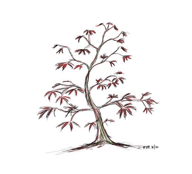 Japanese Maple Drawing at PaintingValley.com | Explore collection of