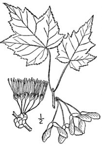 210x300 Red Maple - Japanese Maple Drawing