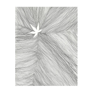 300x300 The Japanese Maple Leaf Drawing - Japanese Maple Drawing