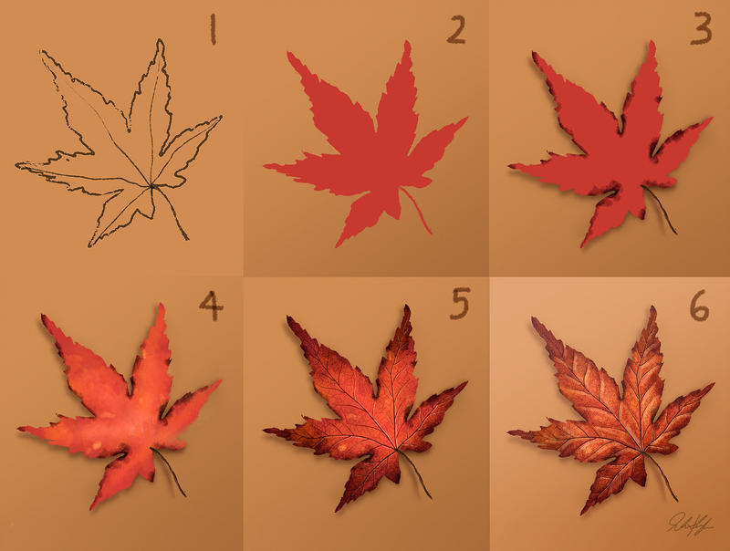800x604 Time Lapse Drawing A Japanese Maple Leaf - Japanese Maple Drawing