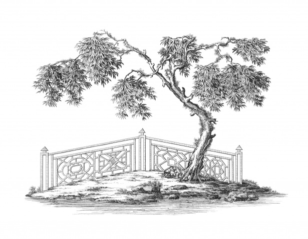 615x478 Tree Drawing Japanese Maple Free Stock Photo - Japanese Maple Drawing