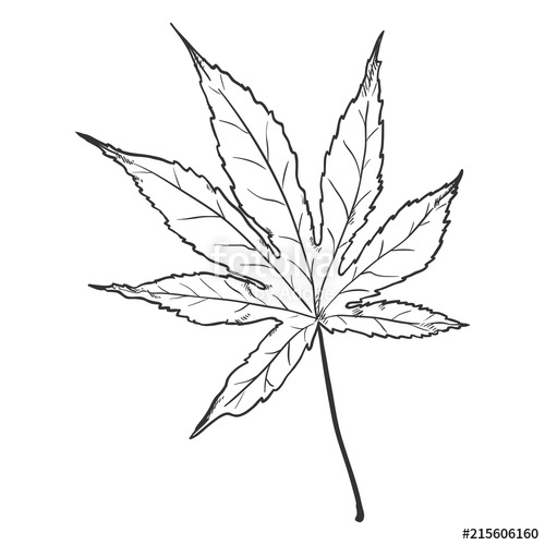 Japanese Maple Drawing at PaintingValley.com | Explore collection of