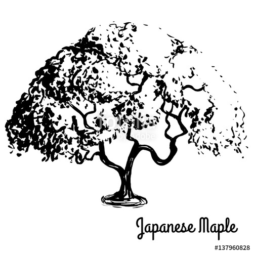 500x500 Vector Sketch Illustration Black Silhouette Of Japanese Maple - Japanese Maple Drawing