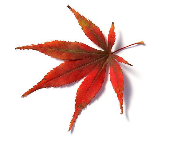 550x473 japanese maple leaf red leaf from japanese acer maple tree - Japanese Maple Drawing