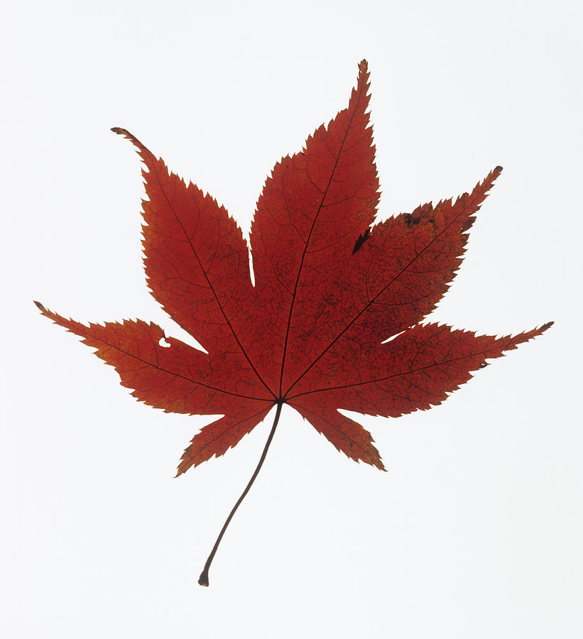 821x900 Japanese Maple Leaf Drawing - Japanese Maple Leaf Drawing