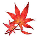 150x150 Japanese Maple Leaf - Japanese Maple Leaf Drawing