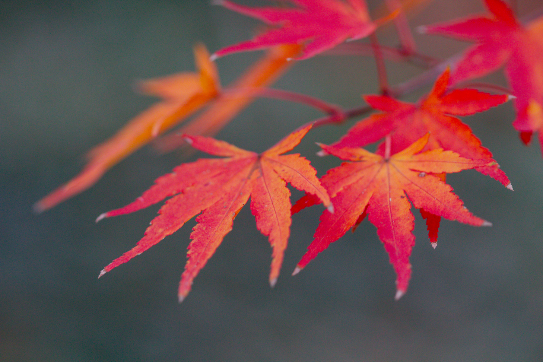 Japanese Maple Leaf Drawing at PaintingValley.com | Explore collection ...