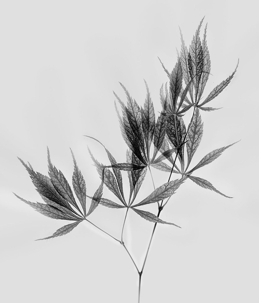 875x1024 Japanese Maple Leaves Varation Harold Davis Harold Davis - Japanese Maple Leaf Drawing