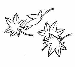 250x225 japanese maple tree symbolism - Japanese Maple Leaf Drawing