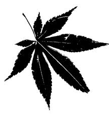 216x233 Japanese Maple Or Marijuana Screw War Let's Teach Medium - Japanese Maple Leaf Drawing