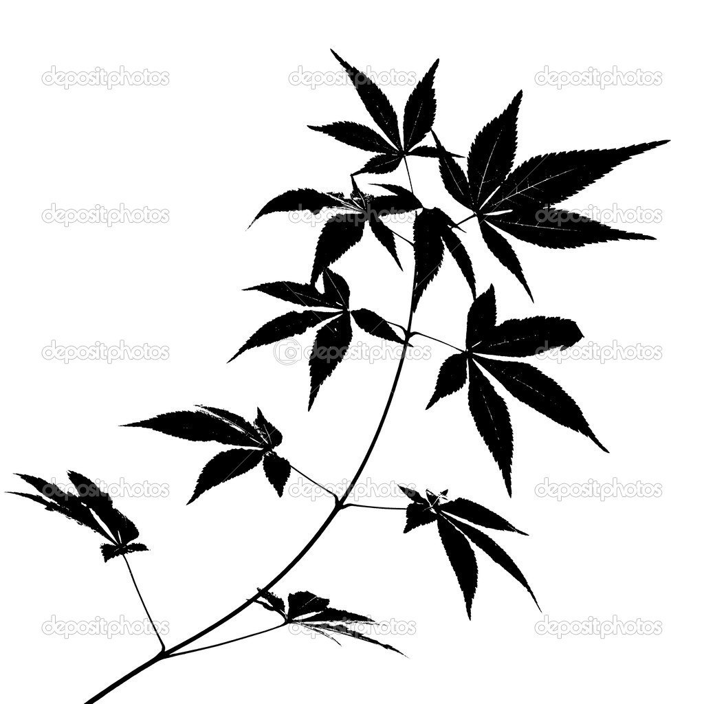 1024x1024 Leaf Drawing Japanese Maple - Japanese Maple Leaf Drawing