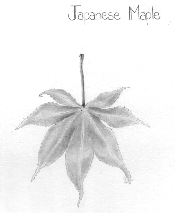 600x730 My Japanese Maple Kelli Mcnichols Art - Japanese Maple Leaf Drawing