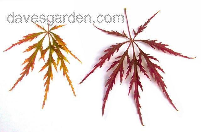 640x420 Plantfiles Pictures Cutleaf Japanese Maple, Threadleaf Japanese - Japanese Maple Leaf Drawing