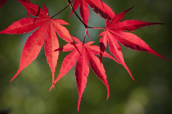 600x398 Red Japanese Maple Leafs Greeting Card For Sale - Japanese Maple Leaf Drawing