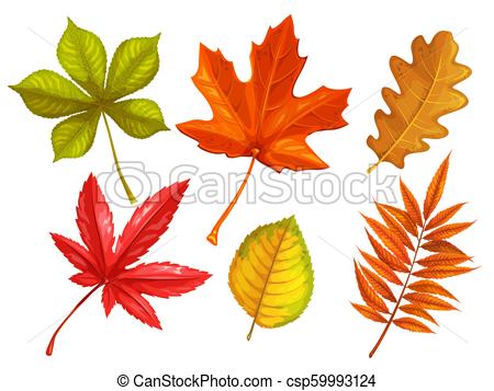450x357 set autumn leaves maple, oak, elm, chestnut, japanese maple - Japanese Maple Leaf Drawing