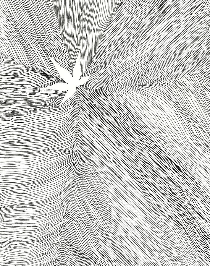 710x900 The Japanese Maple Leaf Drawing - Japanese Maple Leaf Drawing