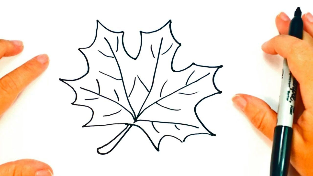 1280x720 how to draw a maple leaf easy top japanese maple varieties - Japanese Maple Leaf Drawing