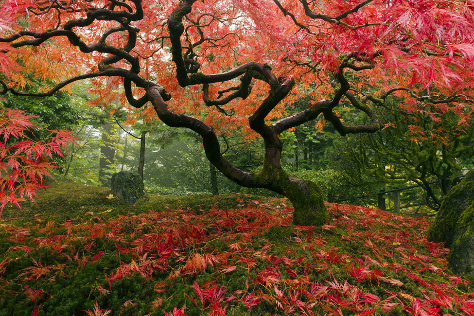 975x650 Japanese Maple Tree - Japanese Maple Tree Drawing