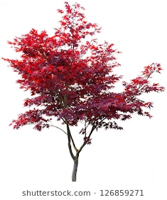 235x280 Maple Clipart Free Download On Ya Webdesign - Japanese Maple Tree Drawing
