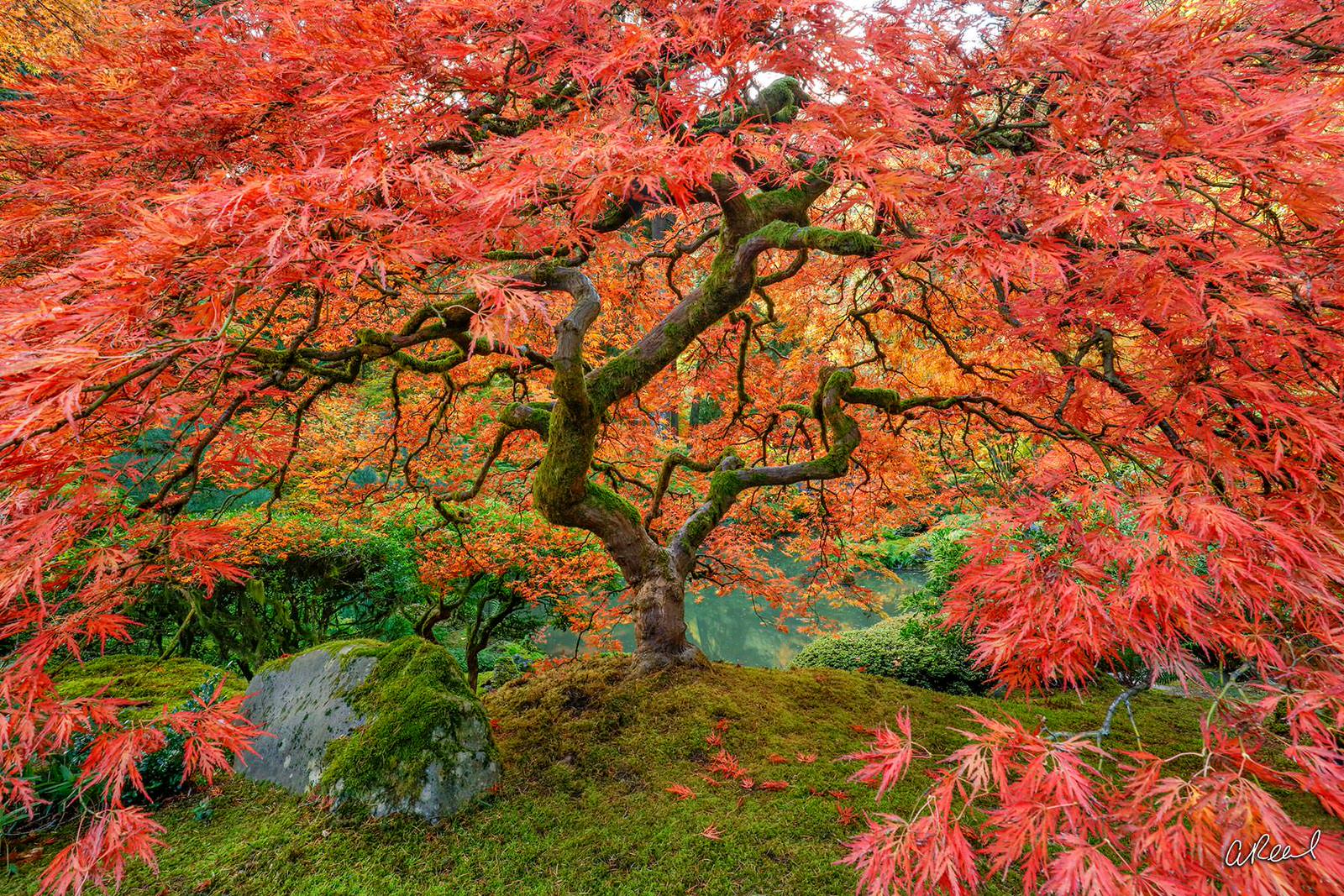 Japanese Maple Tree Drawing at PaintingValley.com | Explore collection ...