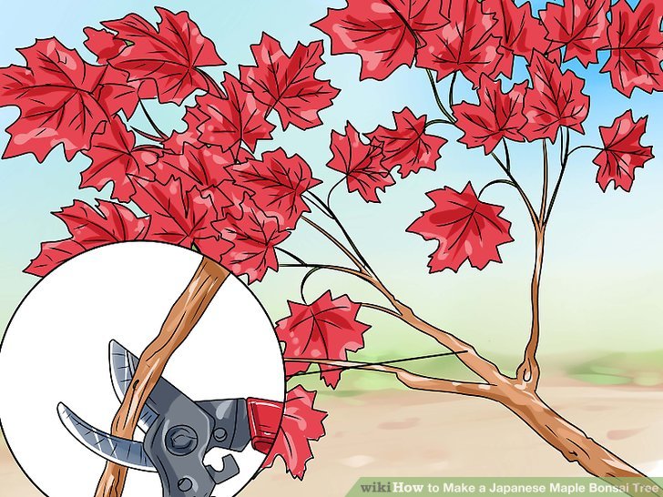 728x546 Ways To Make A Japanese Maple Bonsai Tree - Japanese Maple Tree Drawing