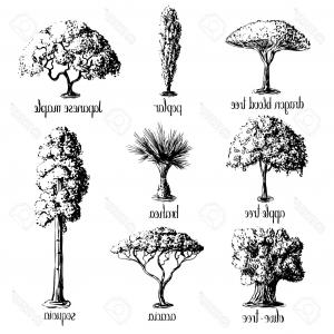 300x300 Photostock Vector Set Of Hand Drawn Tree Sketches Apple Tree Olive - Japanese Maple Tree Drawing