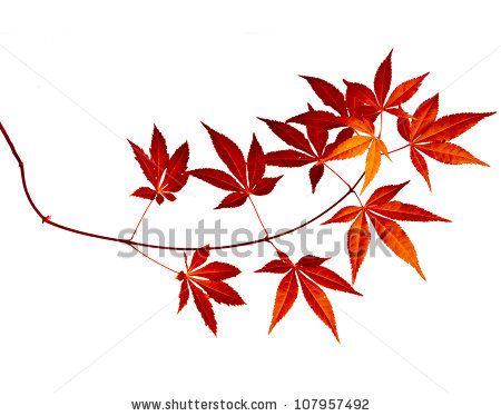 450x374 best maple tree tattoos ideas japanese maple, maple tree - Japanese Maple Tree Drawing