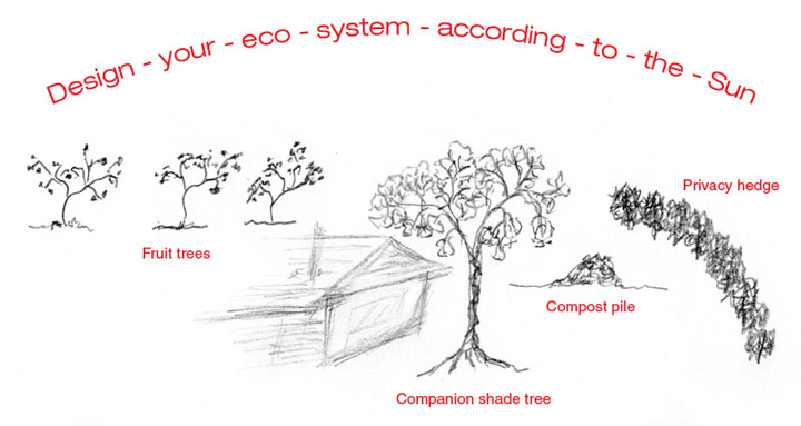 720x383 Care And Maintenance Of Red Japanese Maples - Japanese Maple Tree Drawing