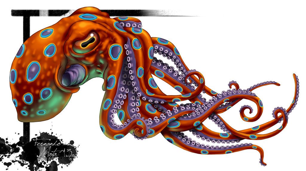 1024x573 Octopus Tattoo - Japanese Octopus Drawing