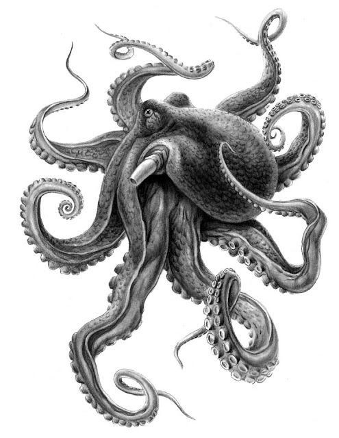 495x640 Best Tattoo Ideas For Men And Women With Meaning Art Octopus - Japanese Octopus Drawing