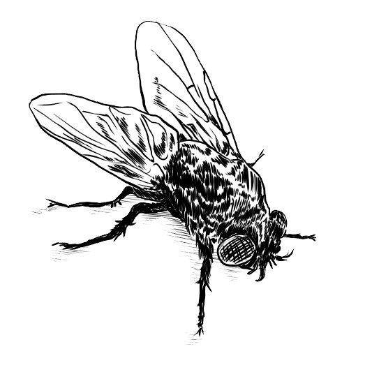 533x533 Japanese Oni Mask Drawing - Japanese Oni Mask Drawing