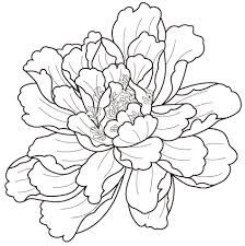 224x225 Gallery Japanese Flower Drawing - Japanese Peony Drawing