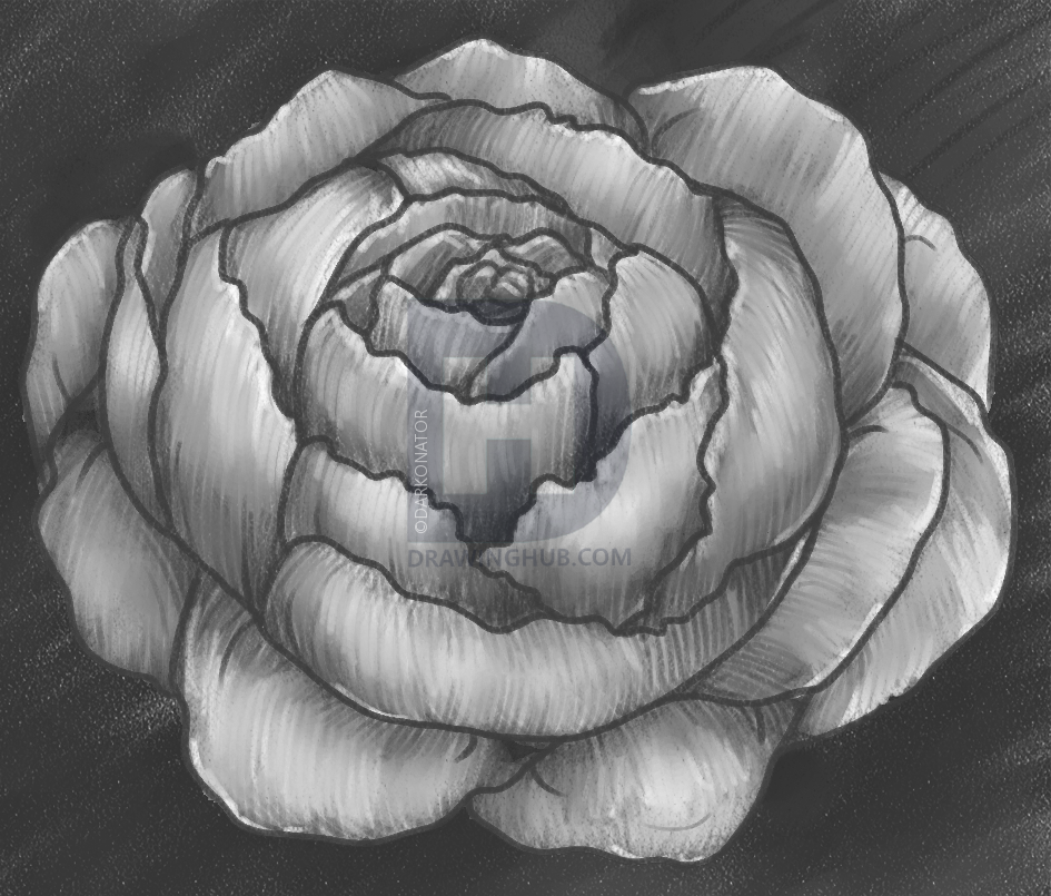 945x805 how to draw a peony, peony flower, step - Japanese Peony Drawing