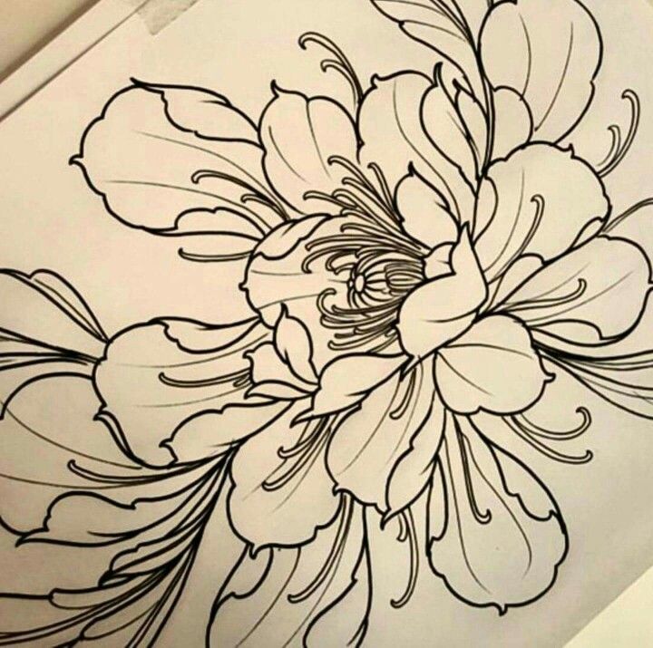 720x715 Japanese Peony Drawing - Japanese Peony Drawing