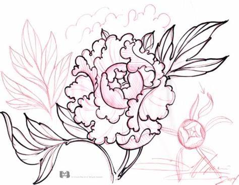 474x366 Japanese Peony Drawing Gtgt - Japanese Peony Drawing