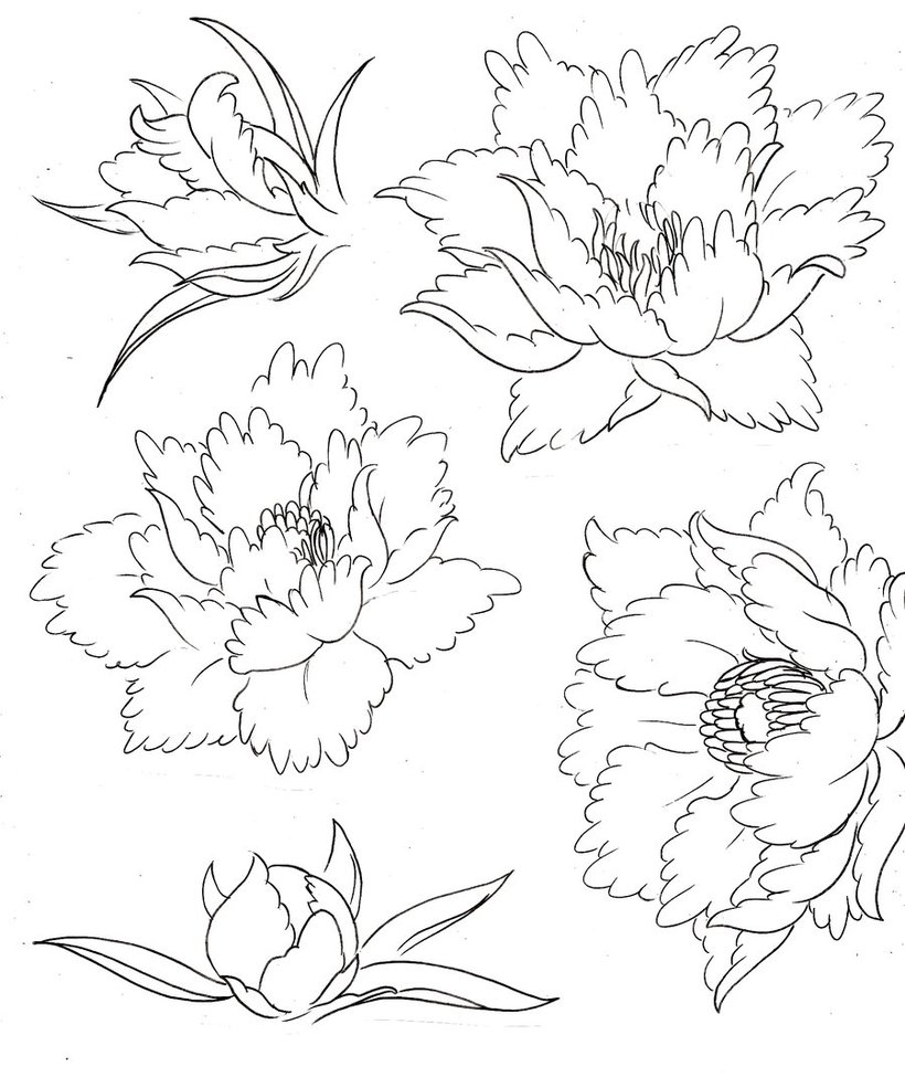 820x975 Japanese Peony Drawing - Japanese Peony Drawing