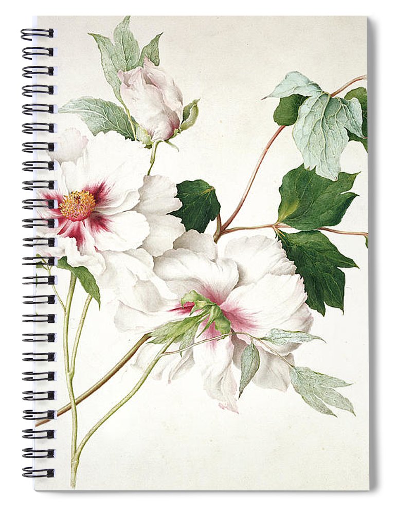 770x1000 Japanese Tree Peony Spiral Notebook For Sale - Japanese Peony Drawing