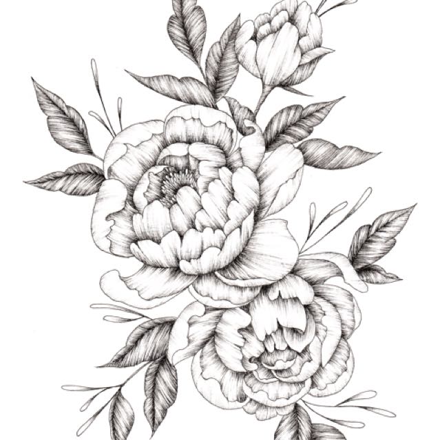 Japanese Peony Drawing at Explore collection of