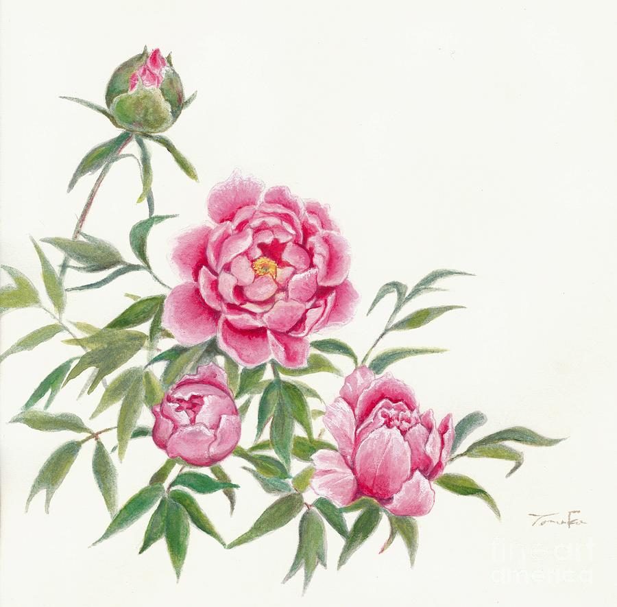 900x885 Peony Painting - Japanese Peony Drawing