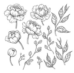 242x240 search photos category plants and flowers gt flowers gt peonies - Japanese Peony Drawing