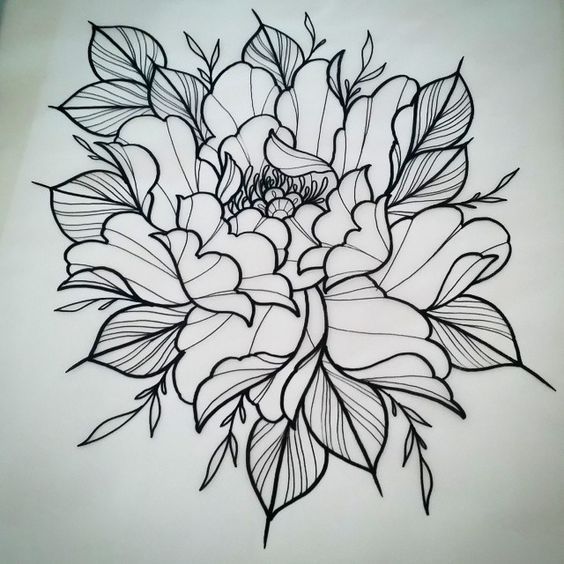 564x564 Traditional Japanese Peony Drawings - Japanese Peony Drawing
