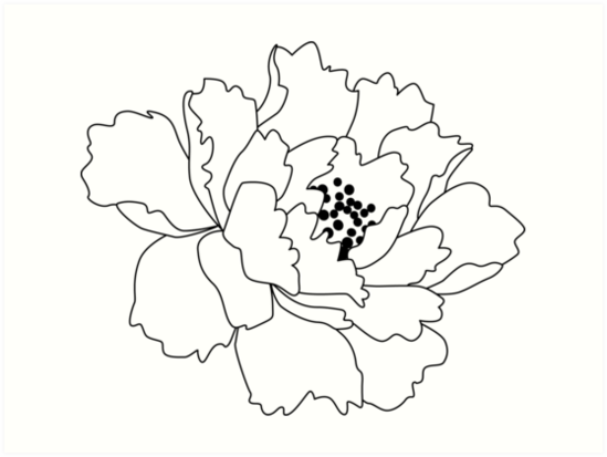 549x413 White Japanese Peony Flower Art Prints - Japanese Peony Drawing